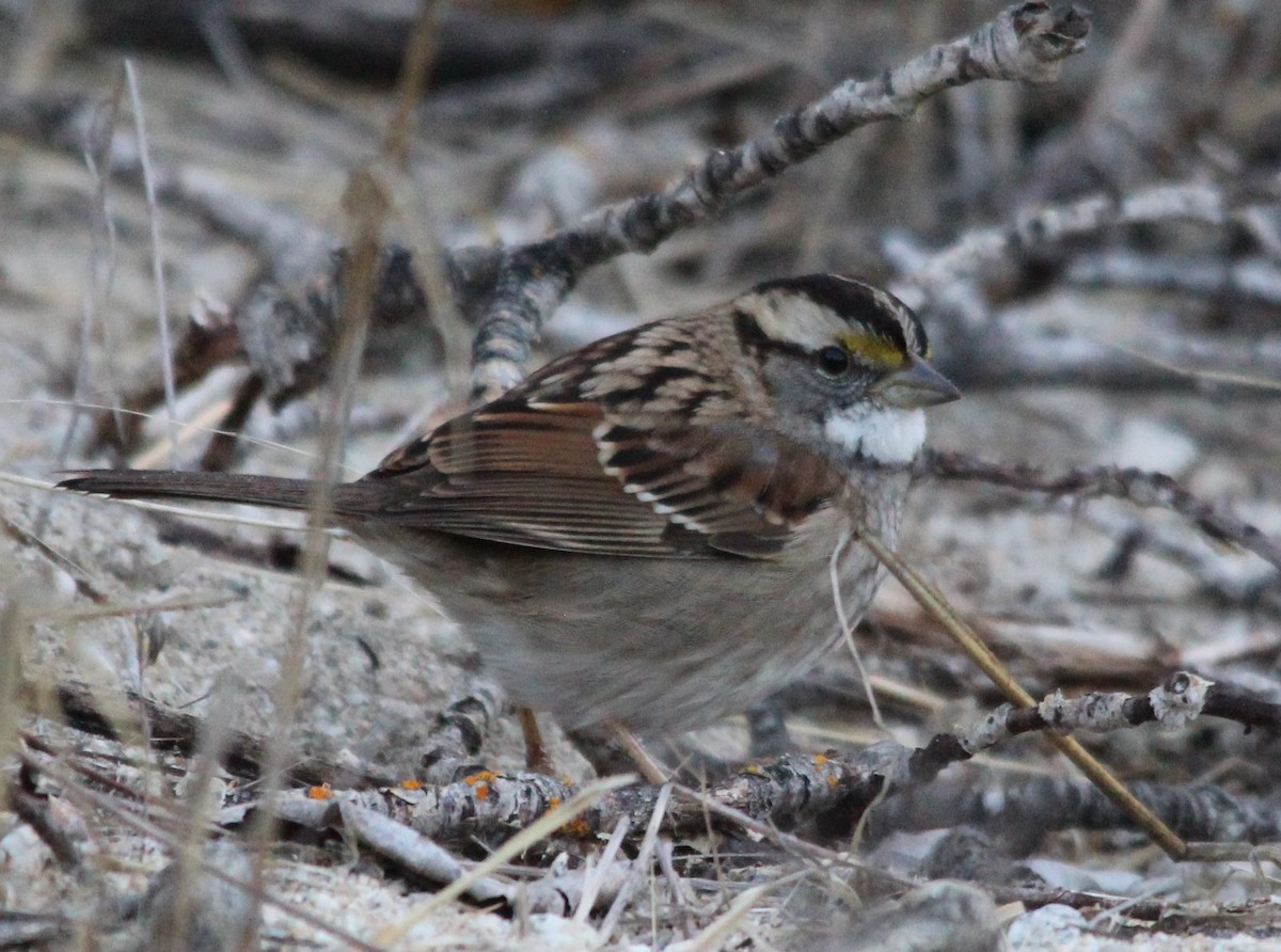 Белогорлая зонотрихия - ML644539291