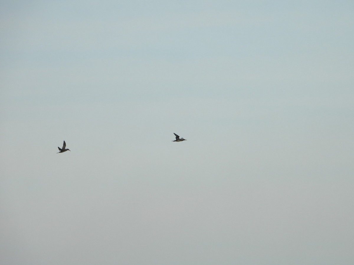 Сула атлантична - ML644539292