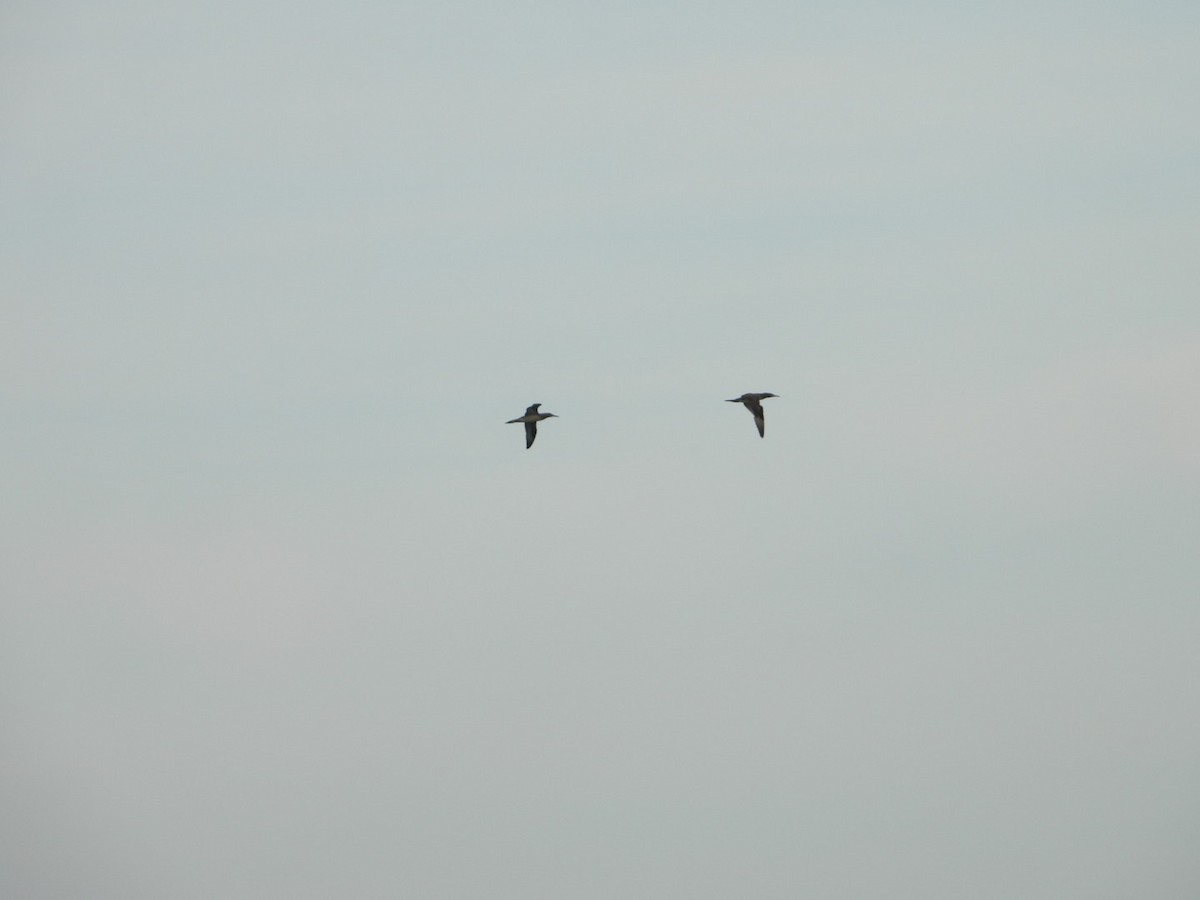 Сула атлантична - ML644539293