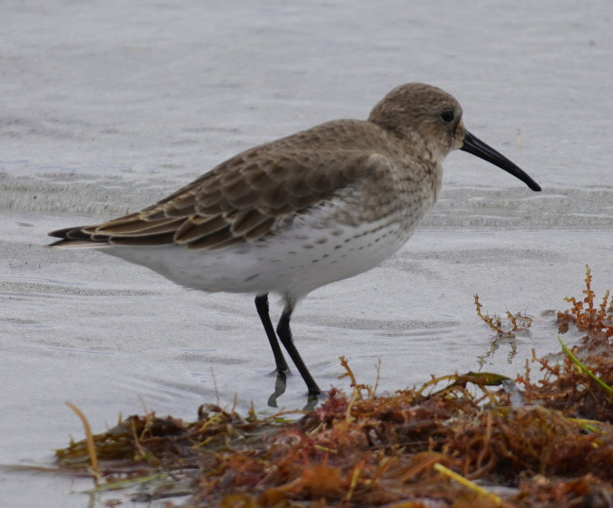 Dunlin - ML644539295