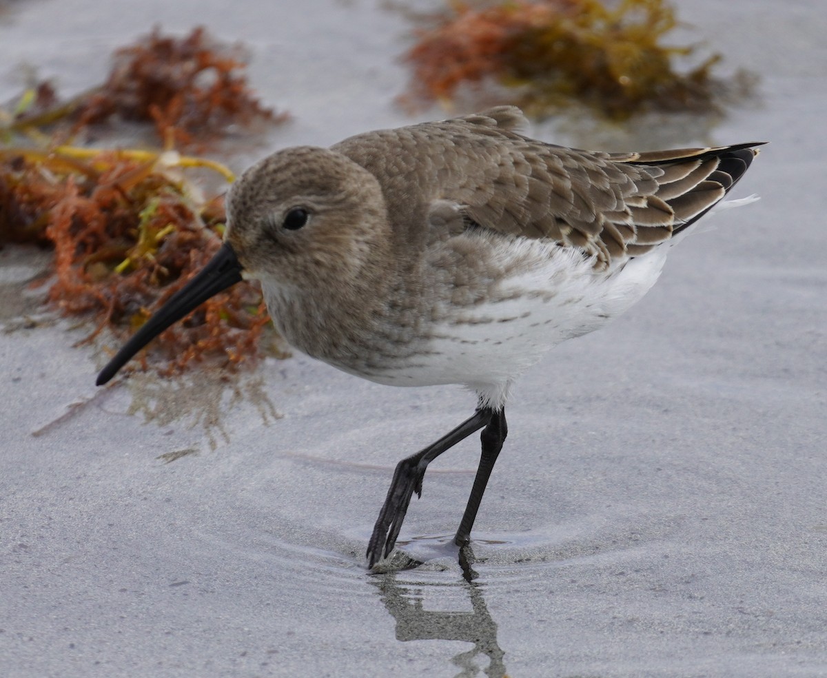 Dunlin - ML644539297