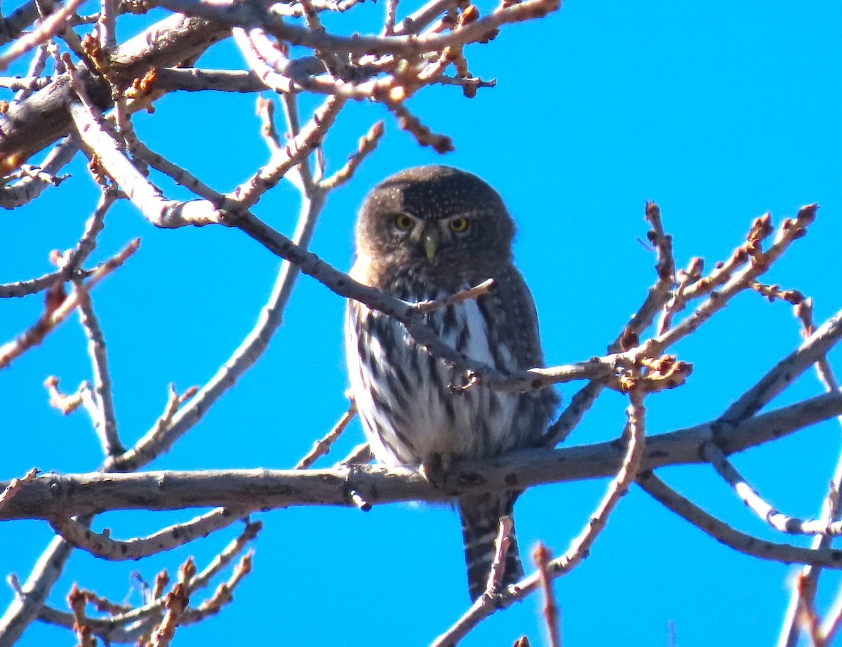 gnomugle - ML644539298