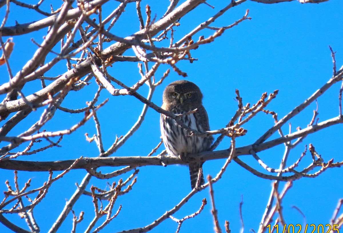 gnomugle - ML644539299