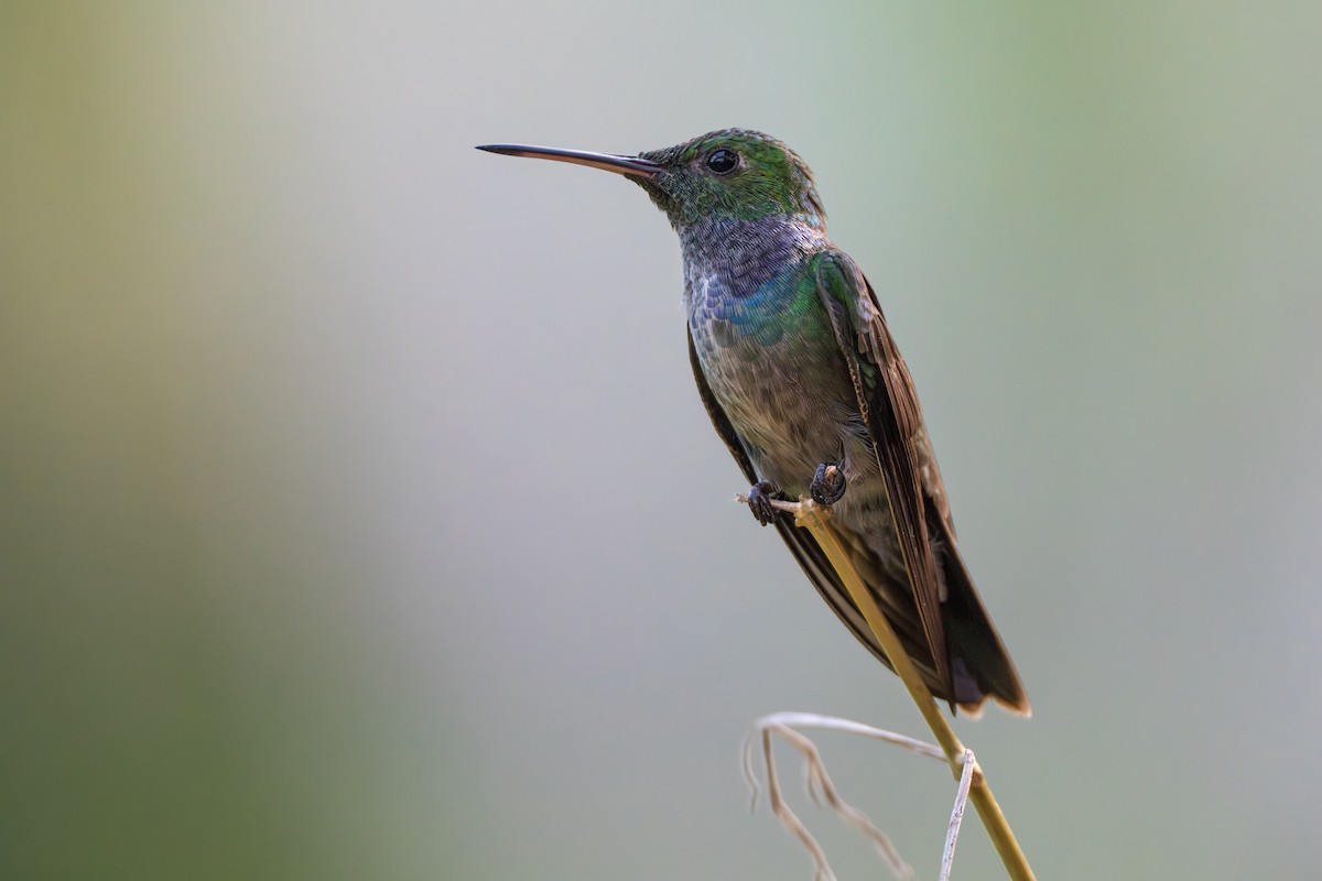 Голубогрудая амазилия - ML644539300