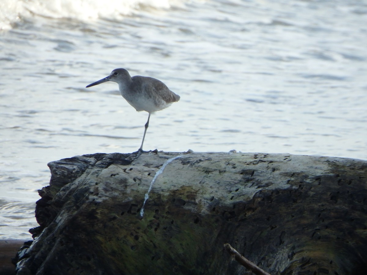 Перепончатопалый улит - ML644539301