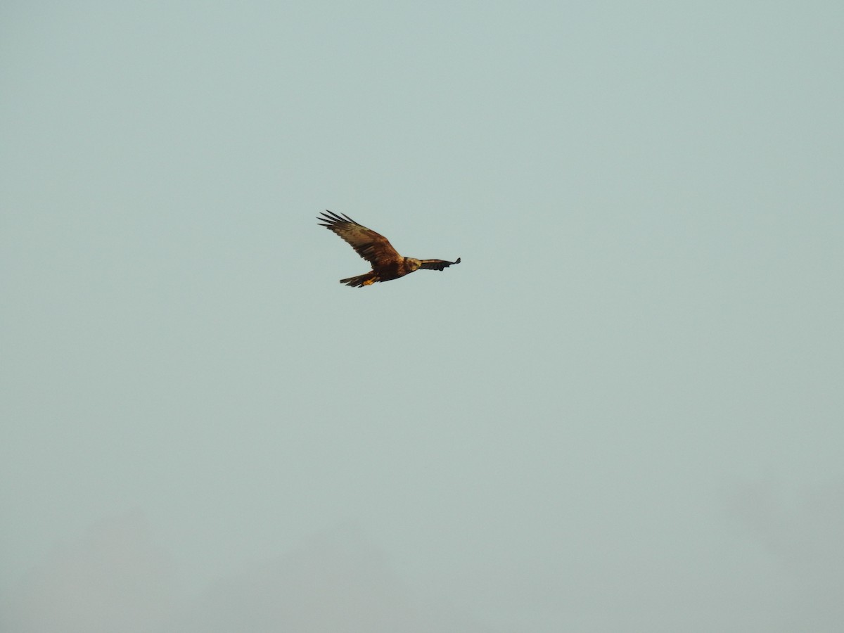 Western Marsh Harrier - ML644539302
