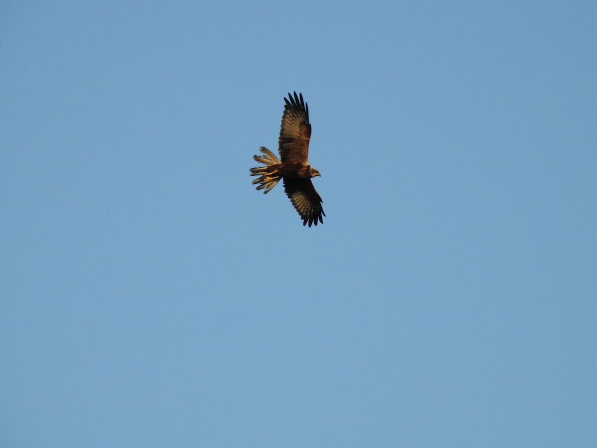 Western Marsh Harrier - ML644539303