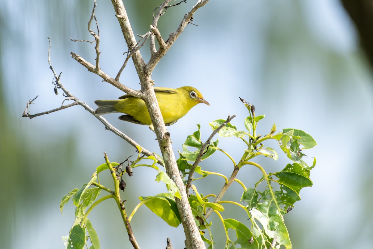 Оливковая белоглазка - ML644539305