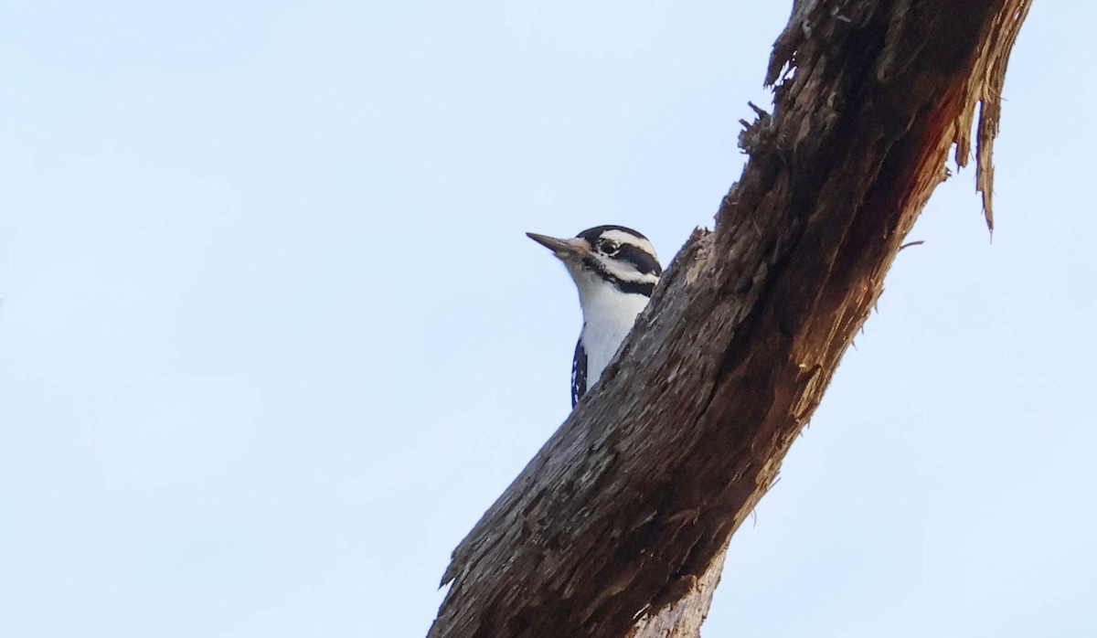 Волосатый дятел - ML644539306