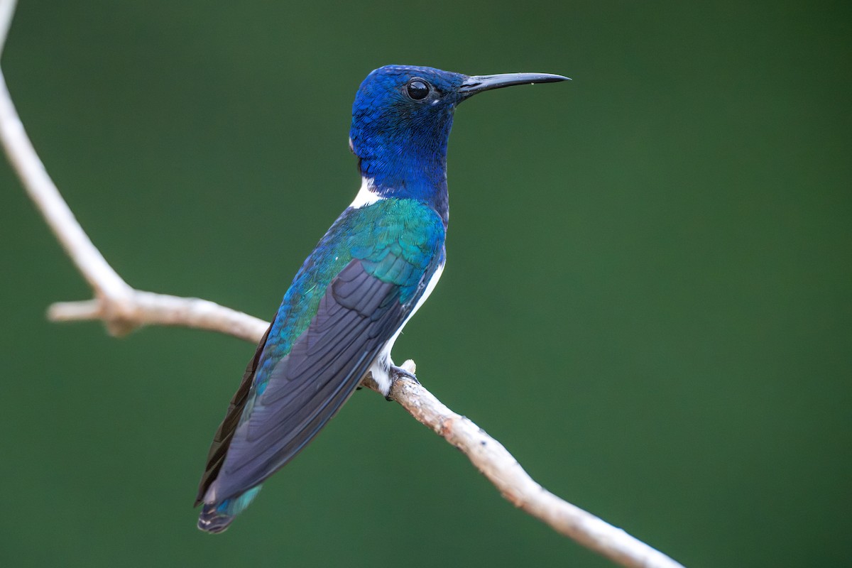 Weißnackenkolibri - ML644539308