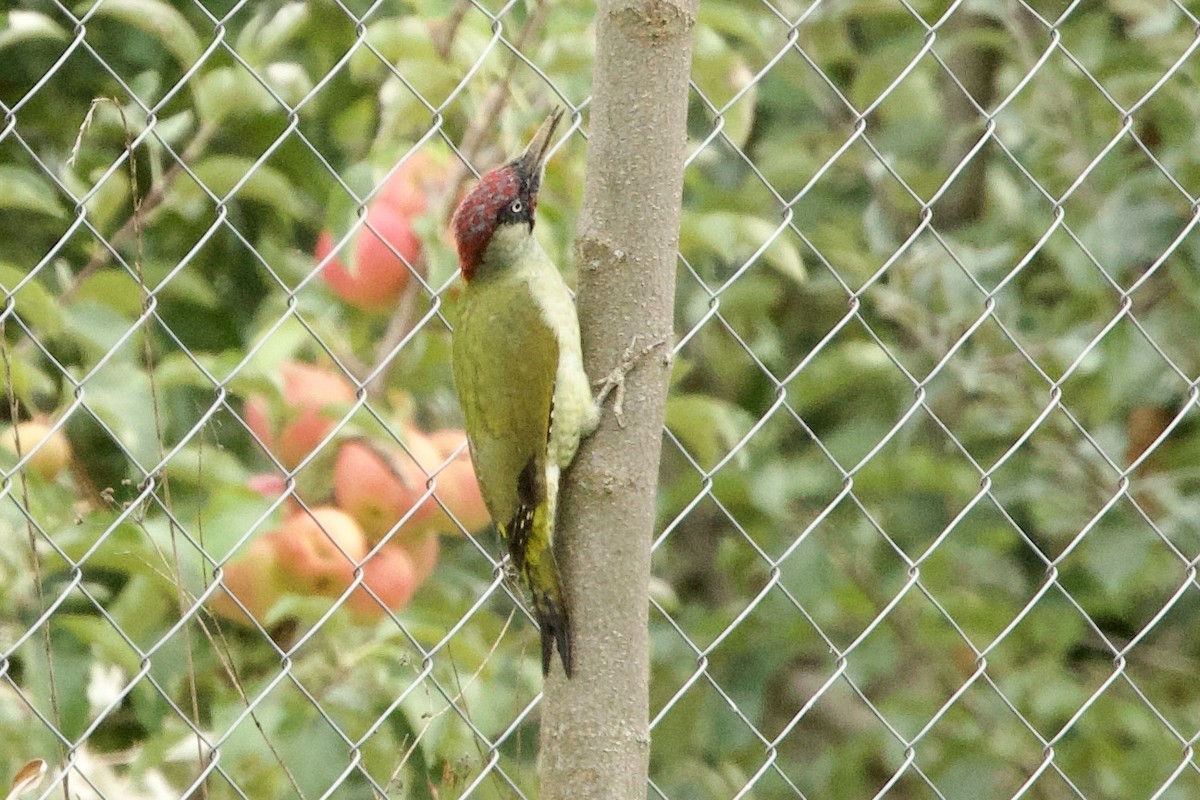 Зелёный дятел - ML644539309