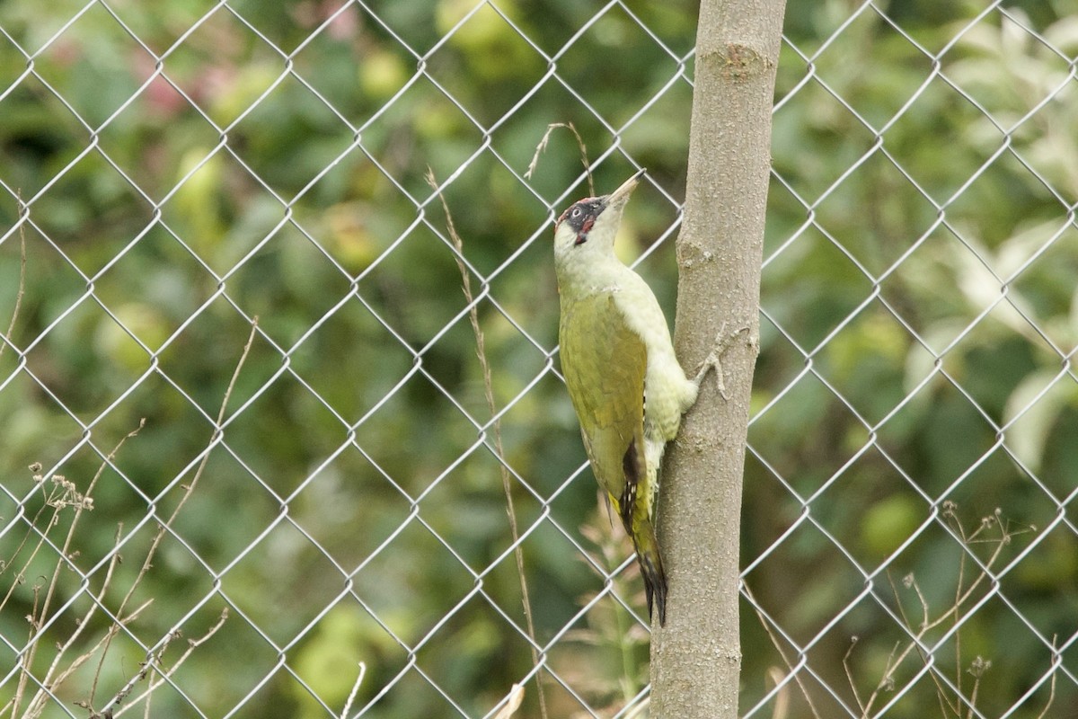 Зелёный дятел - ML644539310