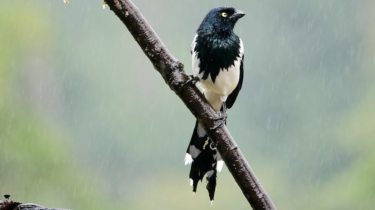 Сорочья танагра - ML644539311