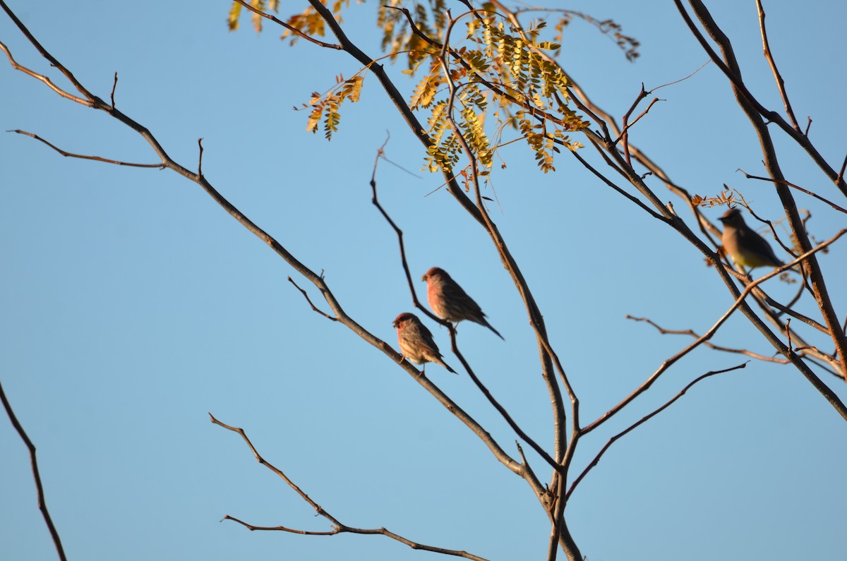 Мексиканская чечевица - ML644539312