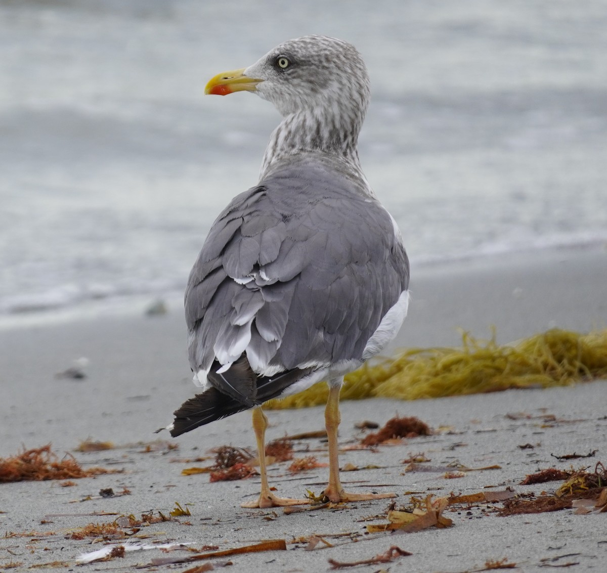 Клуша - ML644539313