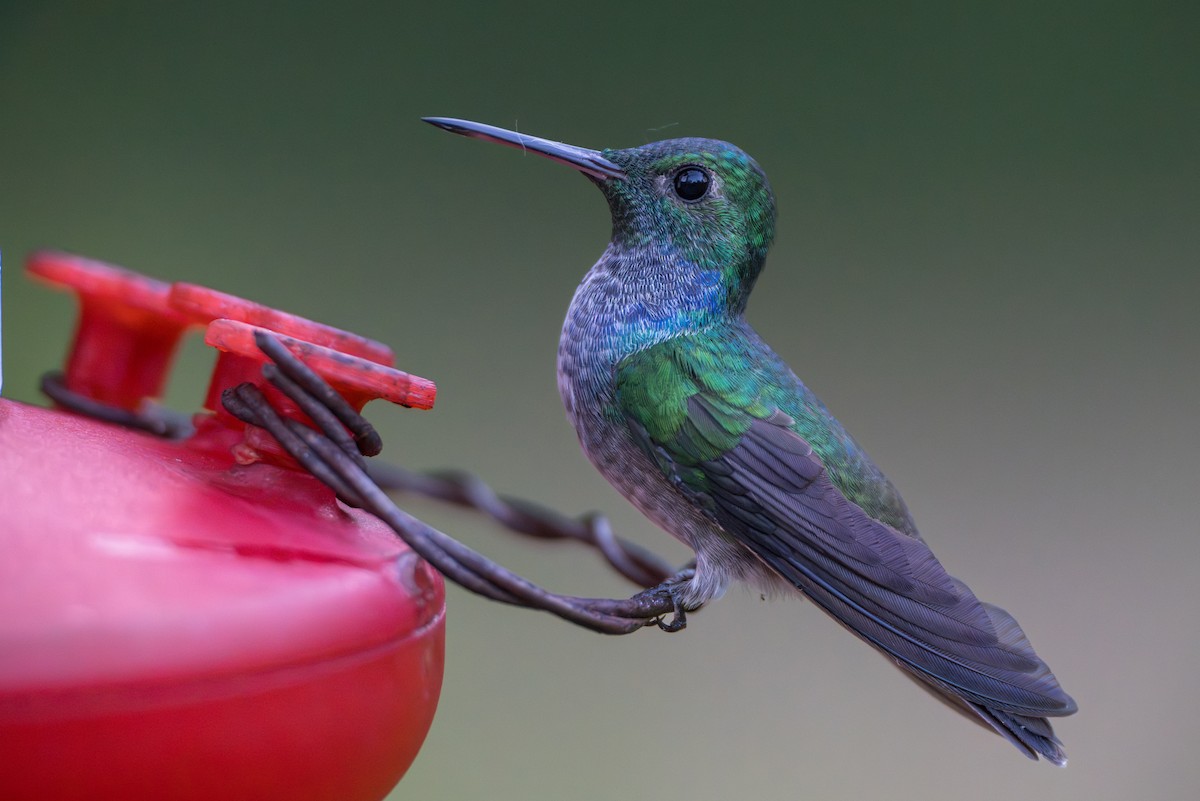 Голубогрудая амазилия - ML644539314