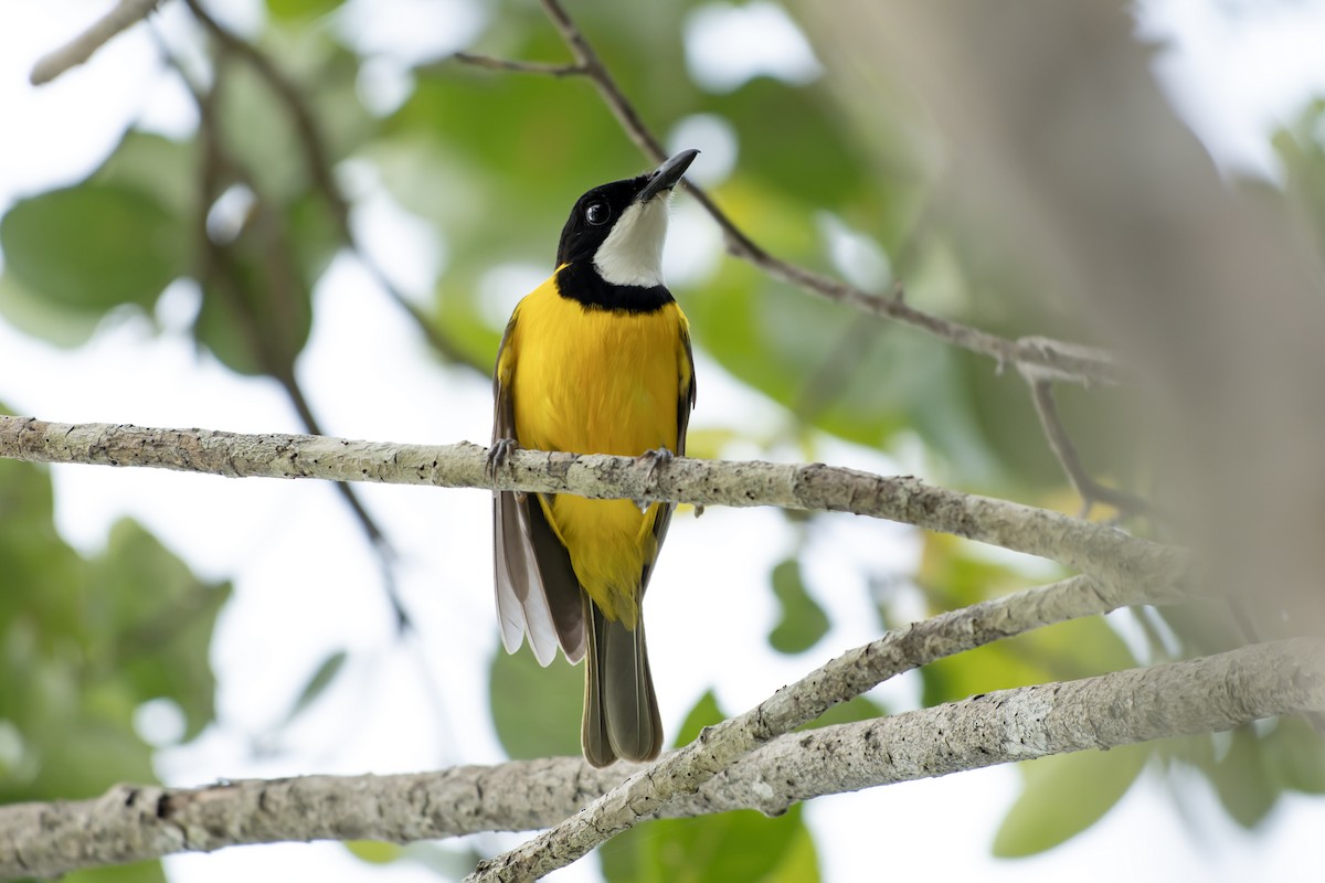 Луизиадский свистун - ML644539315