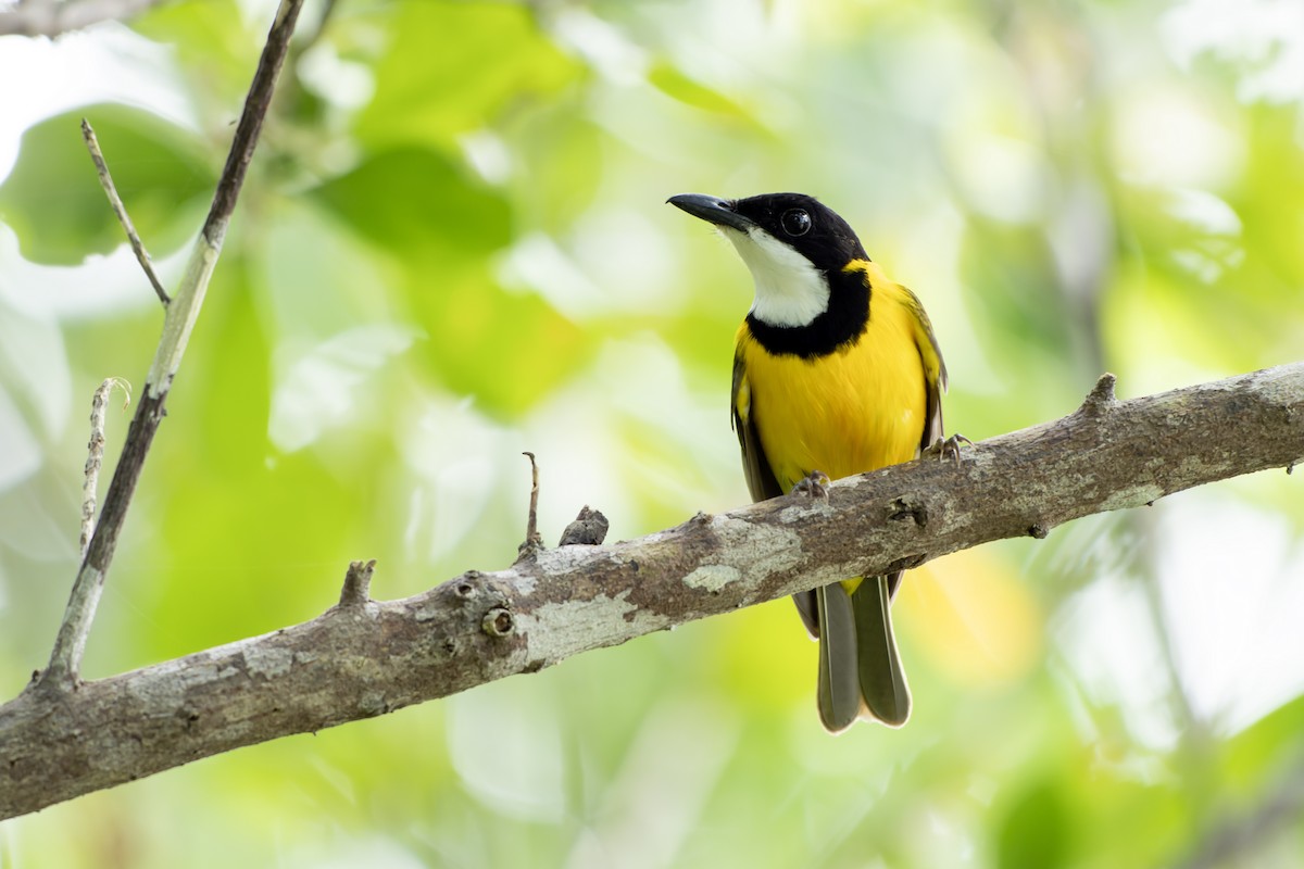 Луизиадский свистун - ML644539316