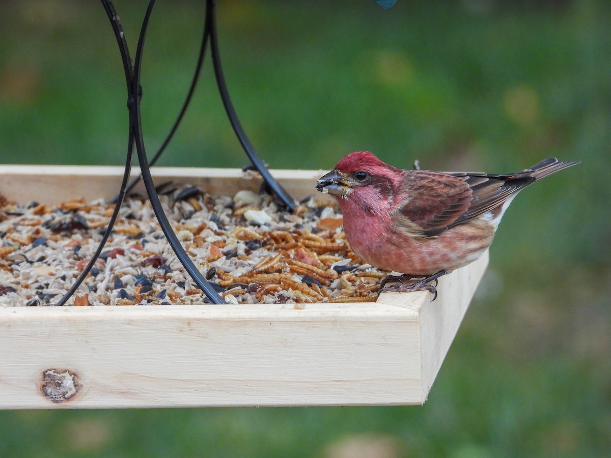 Пурпурная чечевица - ML644539317