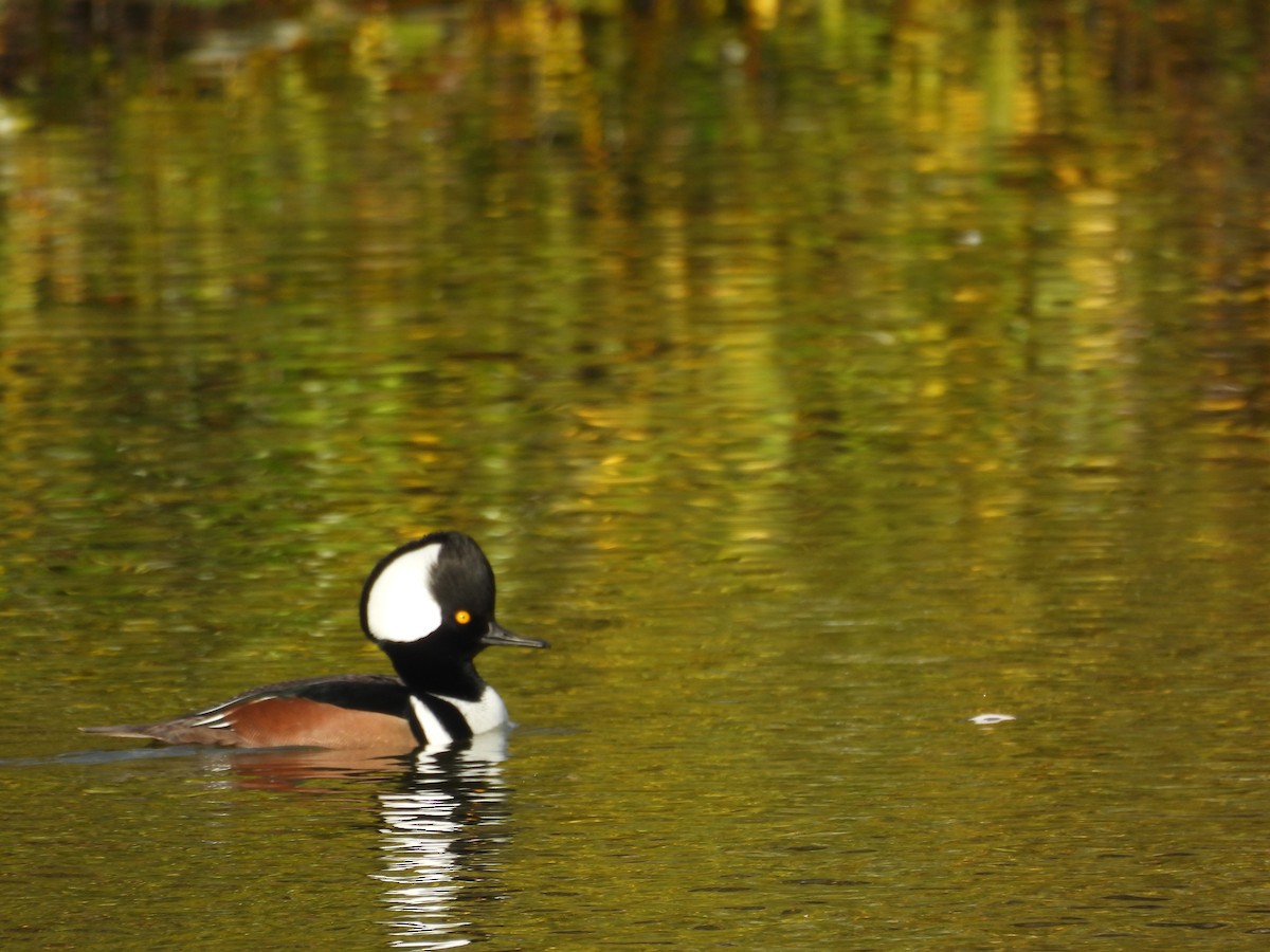 Капюшоновый крохаль - ML644539318