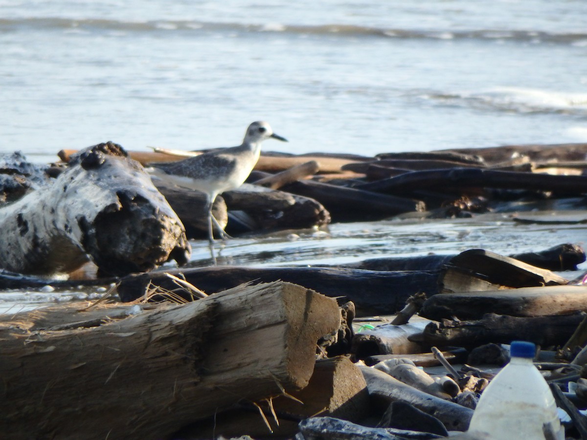 Тулес - ML644539319