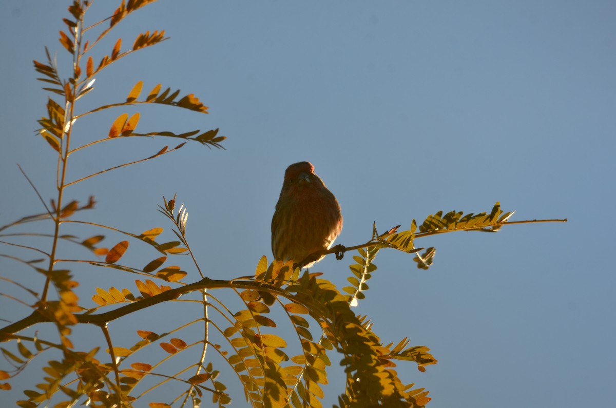 Мексиканская чечевица - ML644539320