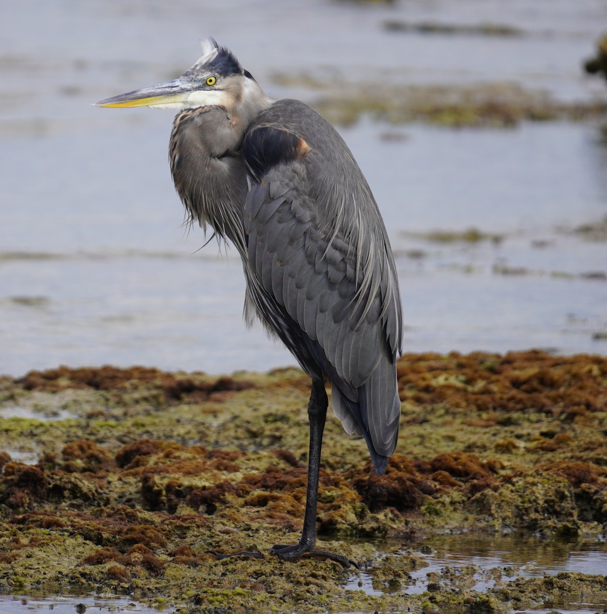 Большая голубая цапля - ML644539321