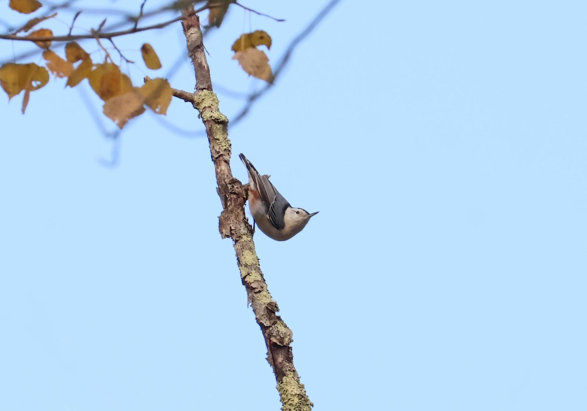 Каролинский поползень - ML644539322