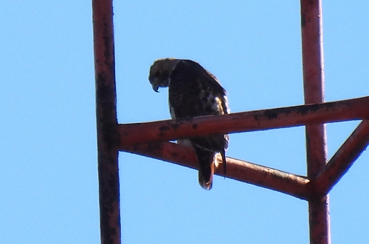 Краснохвостый канюк - ML644539323