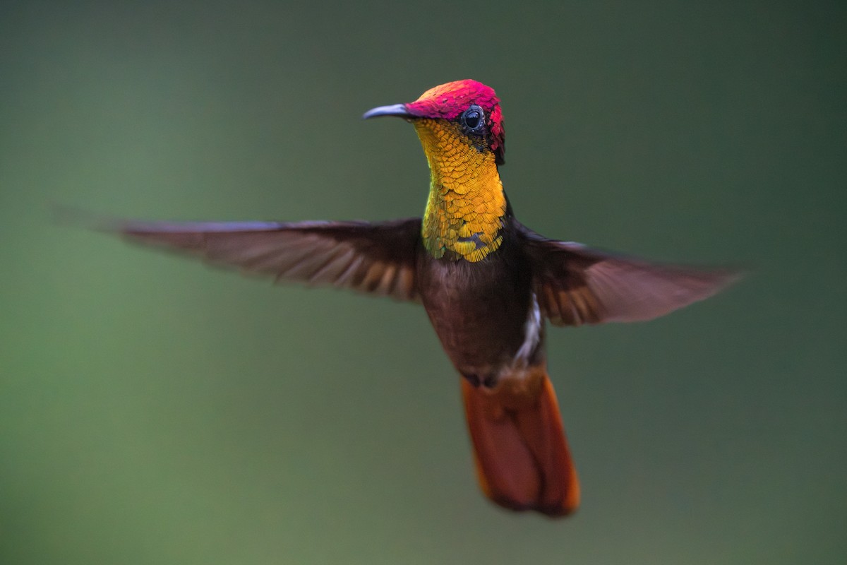 Колибри-москит - ML644539324