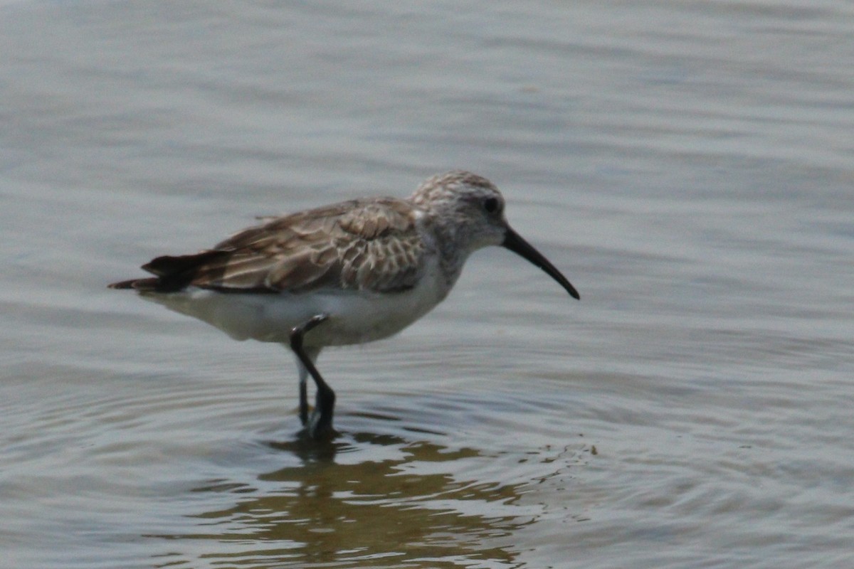 Краснозобик - ML644539325