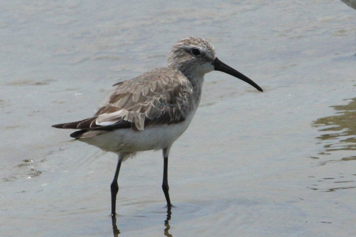 Краснозобик - ML644539326