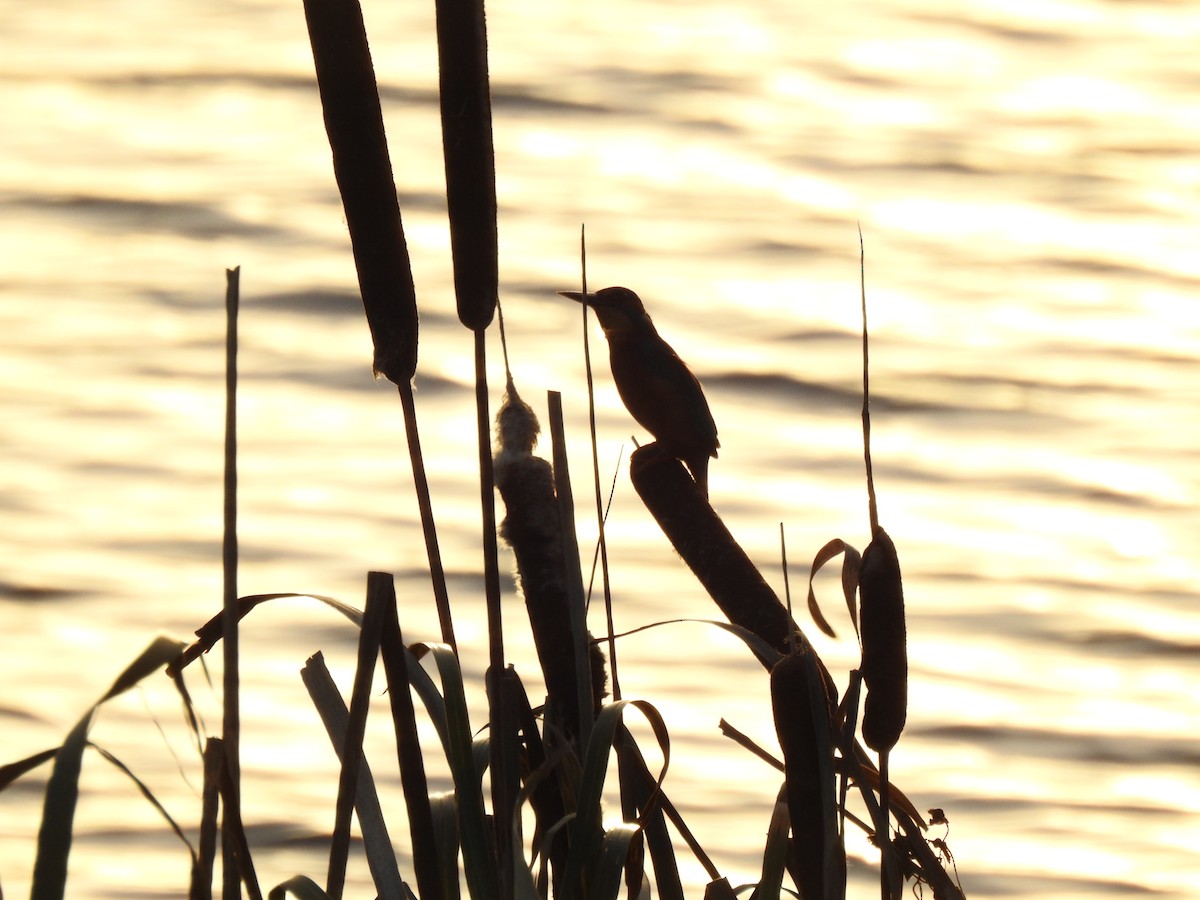 Зимородок - ML644539332