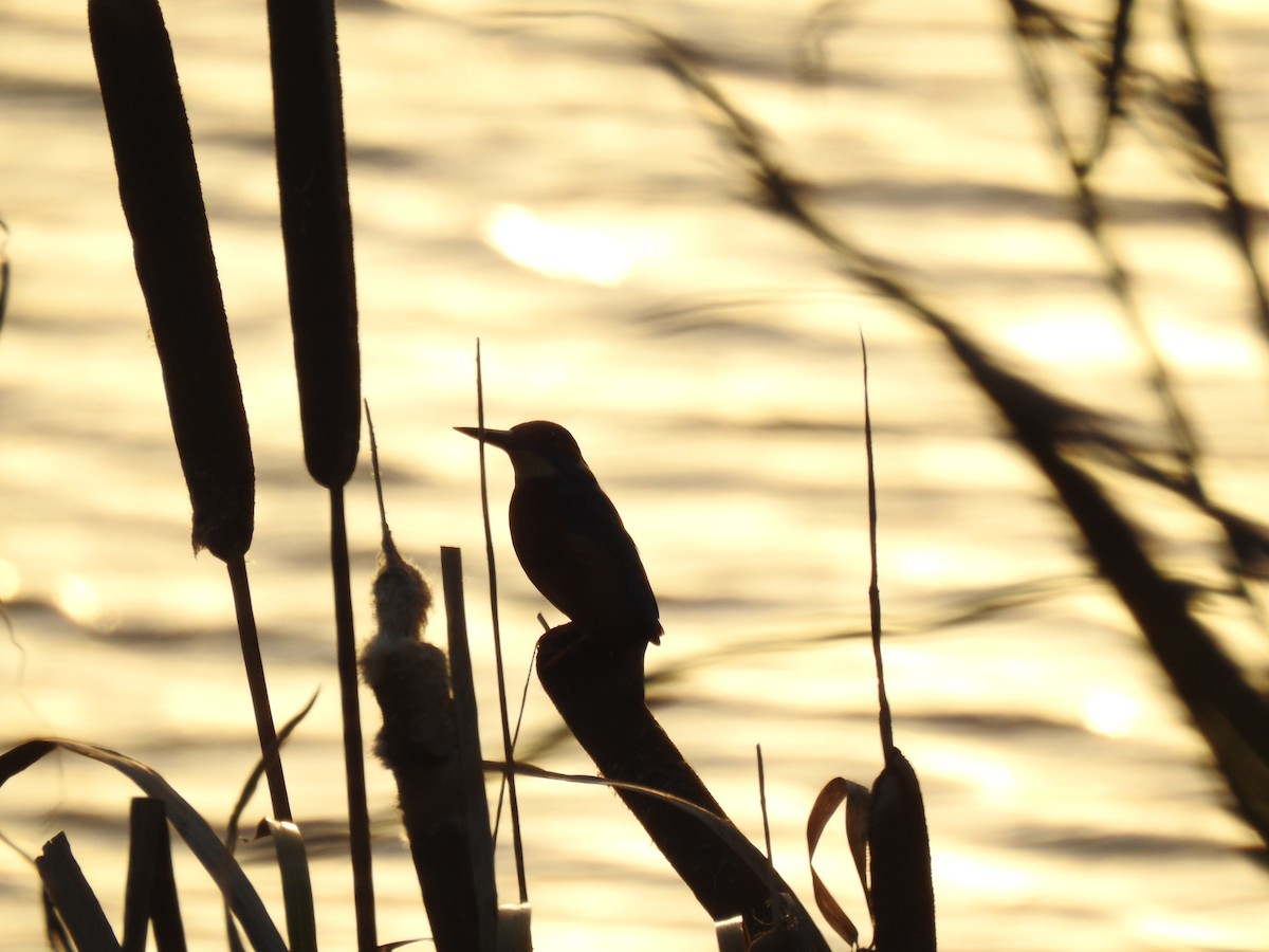 Зимородок - ML644539333