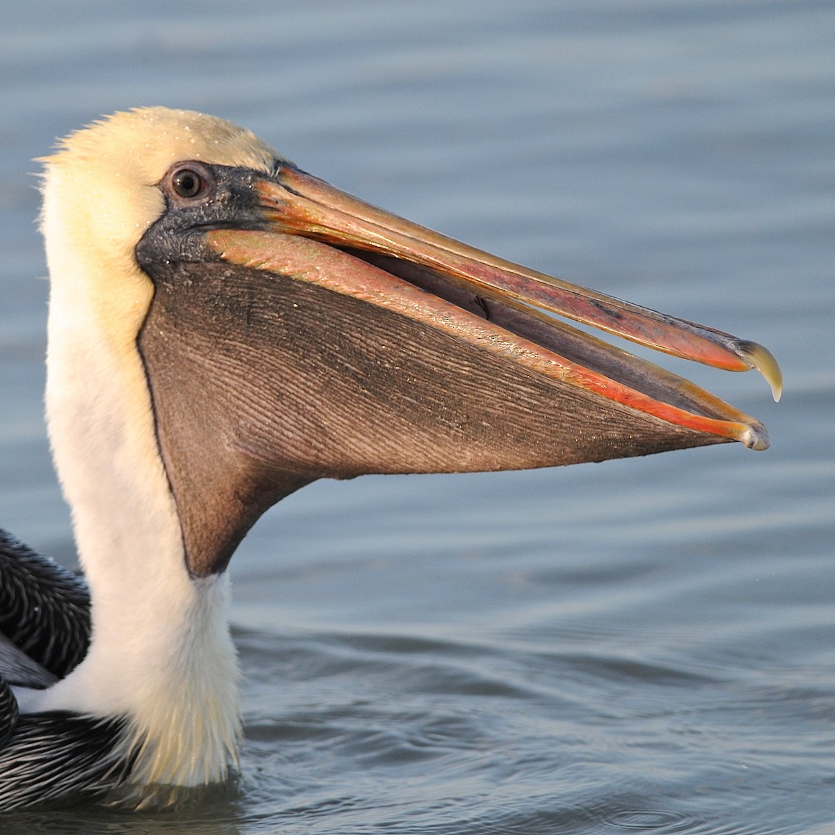 Бурый пеликан - ML644539334