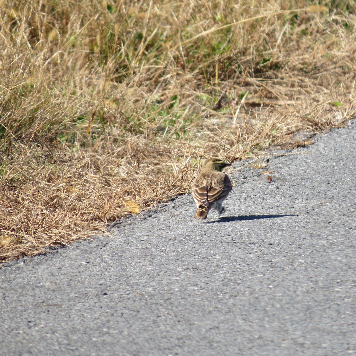 Рогатый жаворонок - ML644539335