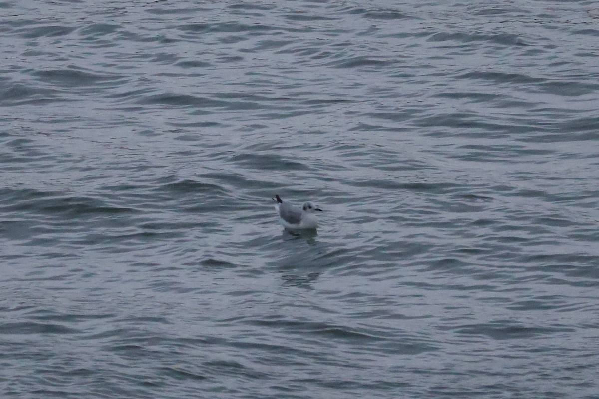 Bonaparte's Gull - ML644539338