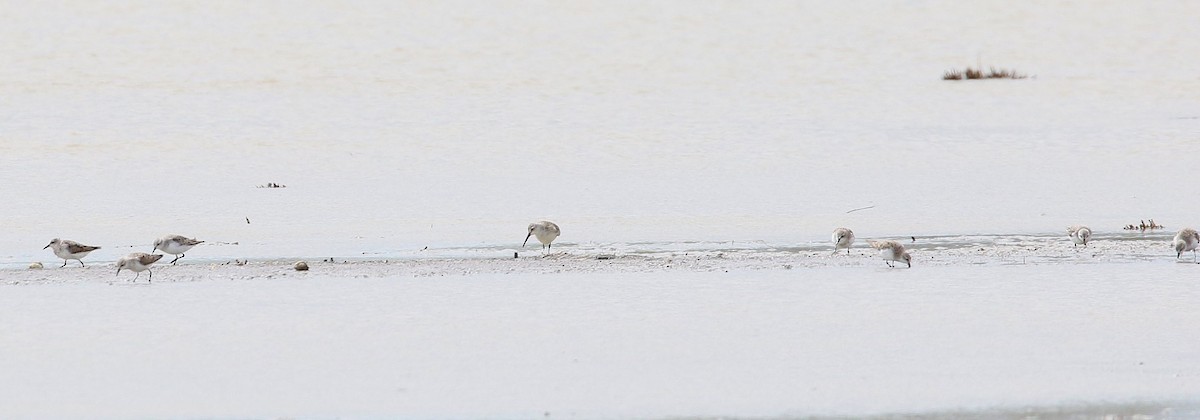 Curlew Sandpiper - ML644539341