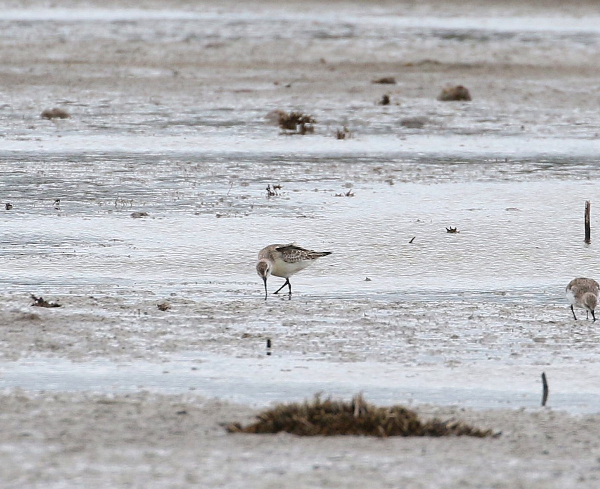 Curlew Sandpiper - ML644539342