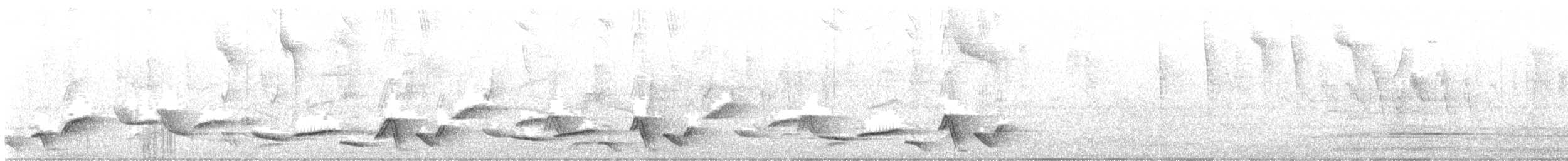 Whiskered Wren - ML644539347