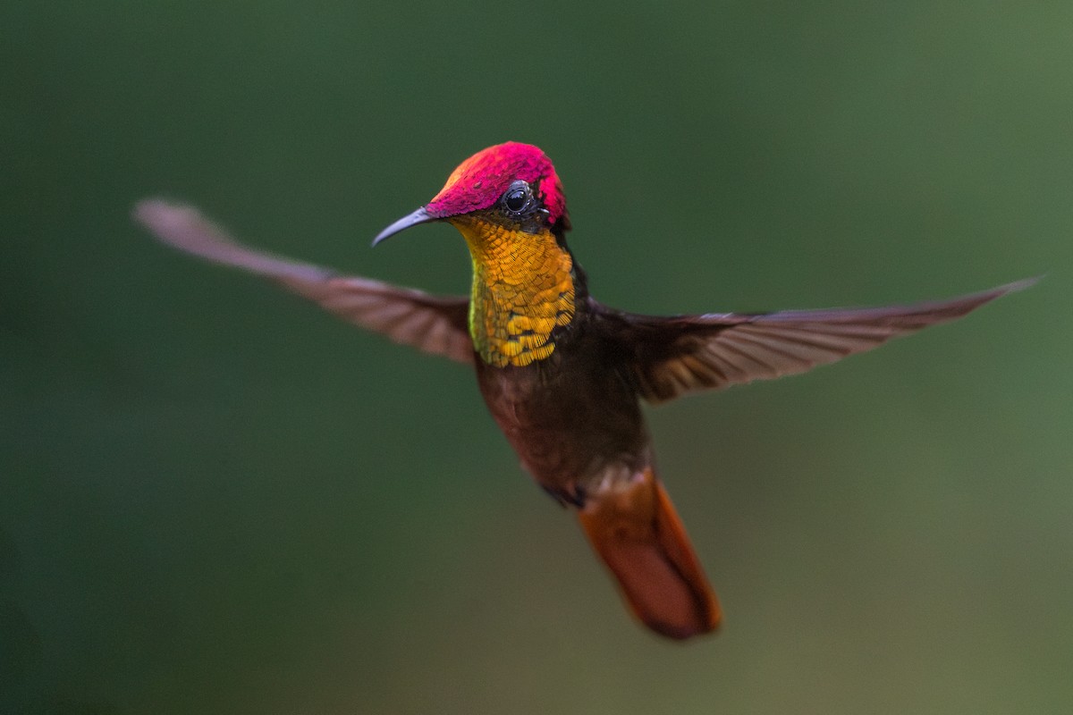 ルビートパーズハチドリ - ML644539353