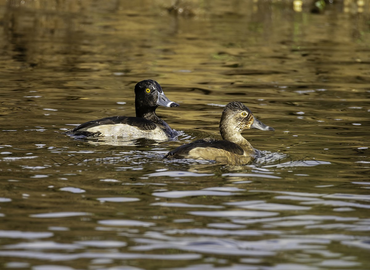 polák proužkozobý - ML644539355