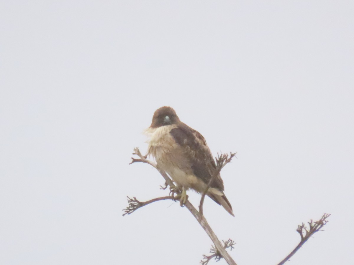 rødstjertvåk - ML644539358