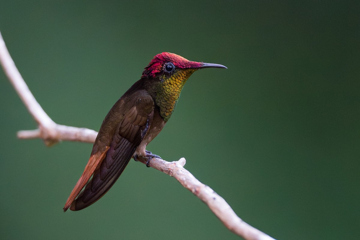 ルビートパーズハチドリ - ML644539359