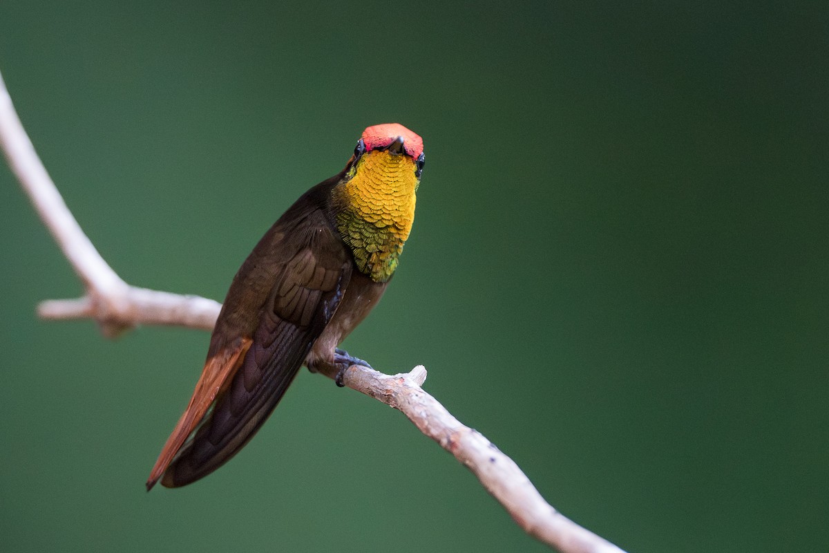 ルビートパーズハチドリ - ML644539362