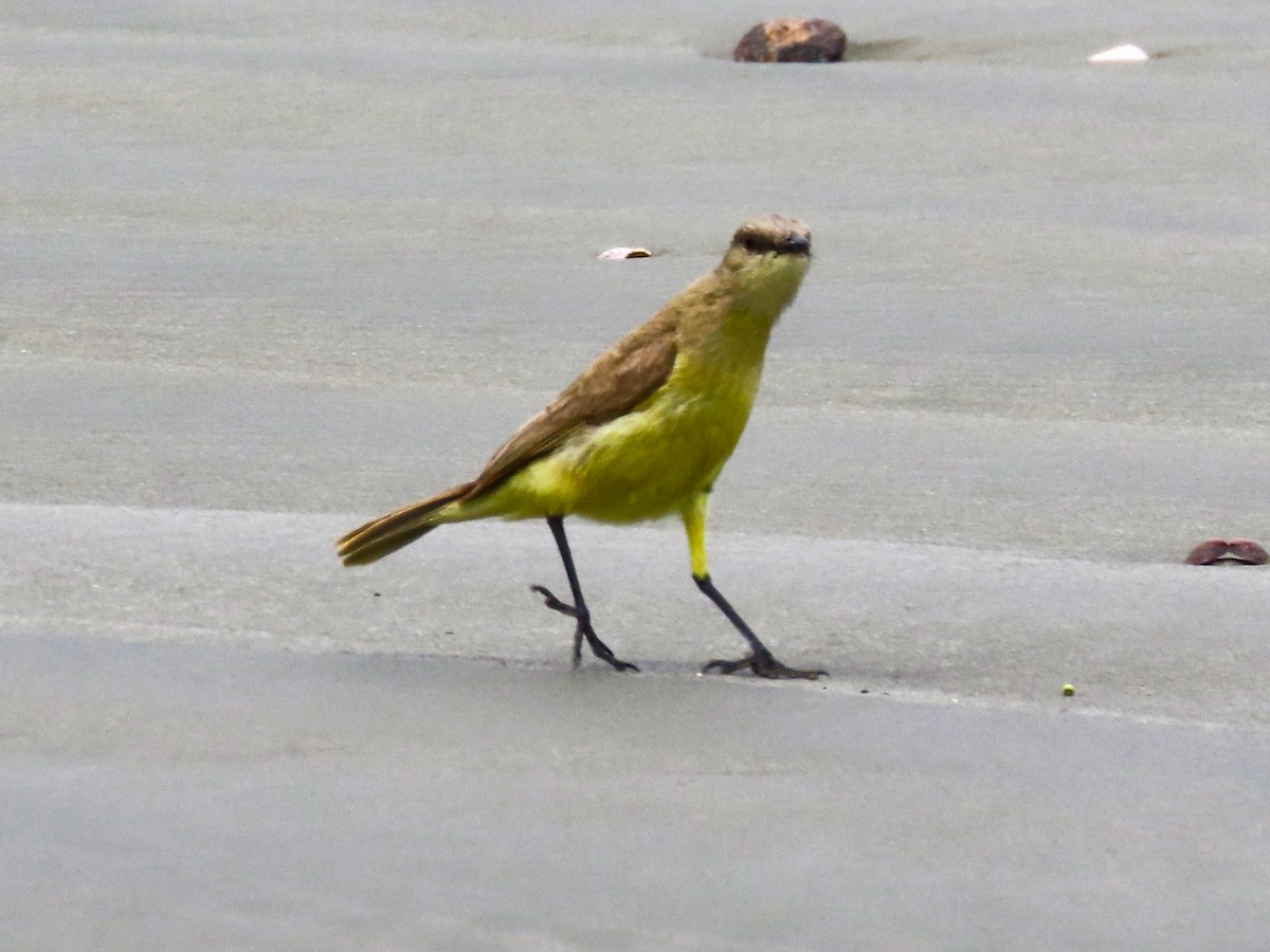 Cattle Tyrant - ML644539363