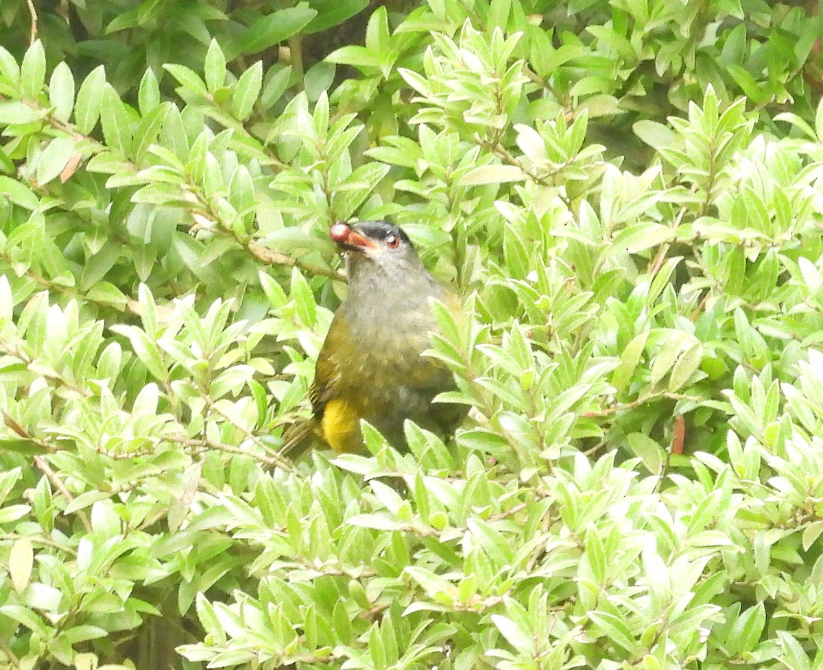 Black-and-yellow Silky-flycatcher - ML644539364