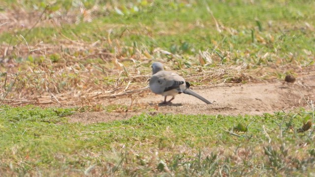 Namaqua Dove - ML644539365