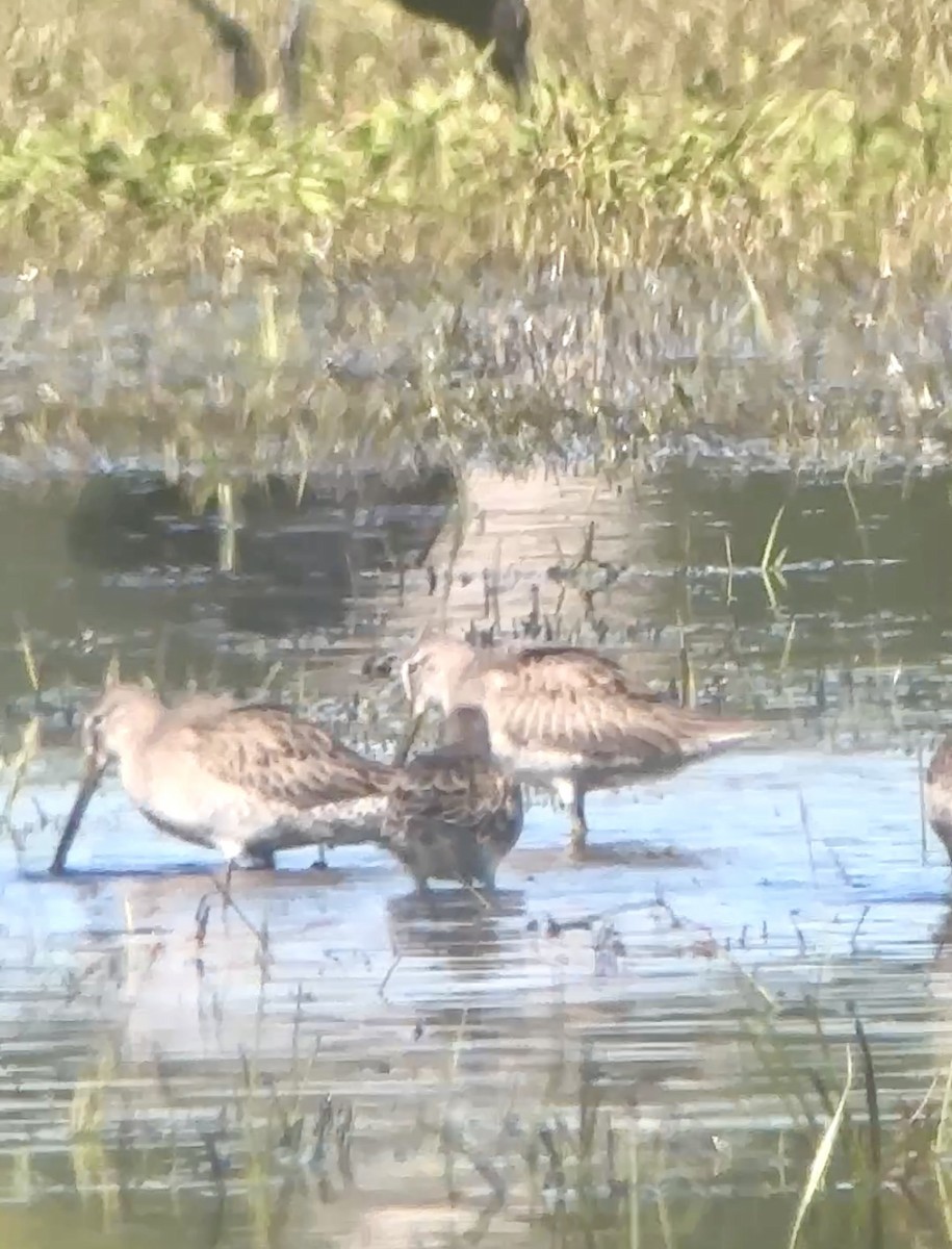 Long-billed Dowitcher - ML644539367