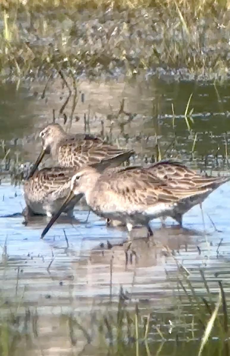 Long-billed Dowitcher - ML644539368